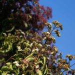 Pictures by Steve Kanan Remnants of Autumn by Steve Kanan