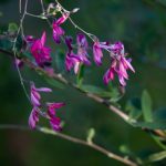 Pictures by Steve Kanan Remnants of Autumn by Steve Kanan