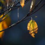 Pictures by Steve Kanan Remnants of Autumn by Steve Kanan