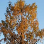 Pictures by Steve Kanan Remnants of Autumn by Steve Kanan