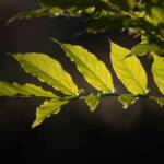 Pictures by Steve Kanan Remnants of Autumn by Steve Kanan