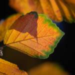 Pictures by Steve Kanan Remnants of Autumn by Steve Kanan