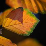 Pictures by Steve Kanan Remnants of Autumn by Steve Kanan