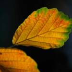 Pictures by Steve Kanan Remnants of Autumn by Steve Kanan