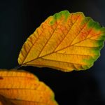 Pictures by Steve Kanan Remnants of Autumn by Steve Kanan