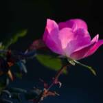 Pictures by Steve Kanan Remnants of Autumn by Steve Kanan