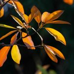 Pictures by Steve Kanan Remnants of Autumn by Steve Kanan