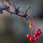 Pictures by Steve Kanan Remnants of Autumn by Steve Kanan