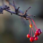 Pictures by Steve Kanan Remnants of Autumn by Steve Kanan