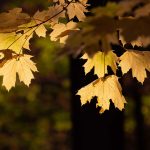 Pictures by Steve Kanan Remnants of Autumn by Steve Kanan