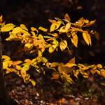 Pictures by Steve Kanan Remnants of Autumn by Steve Kanan