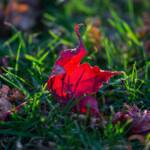 Pictures by Steve Kanan Remnants of Autumn by Steve Kanan