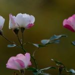 Pictures by Steve Kanan Remnants of Autumn by Steve Kanan