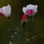 Pictures by Steve Kanan Remnants of Autumn by Steve Kanan