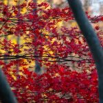 Pictures by Steve Kanan Remnants of Autumn by Steve Kanan