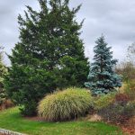 Juniper, Switch Grass + Columnar Spruce