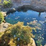 A Frozen Pond by the Alpine Garden