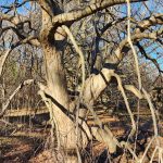 Weeping Katsura Tree, a New Jersey Champion