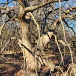 Weeping Katsura Tree, a New Jersey Champion