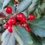 Holly Berries