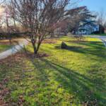 Japanese Maple Shadows