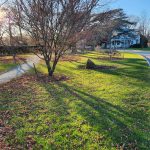 Japanese Maple Shadows