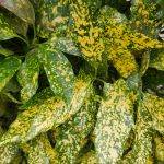 Aucuba Japonicacv Variegata