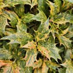 Osmanthus Heterophyllus