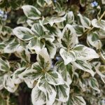 Variegated Euonymus