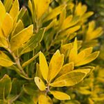 Variegated Ilex Glabra