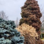 Blue Spruce and Grass