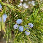Juniper Berries