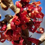 Hamamelis x Intermedia Diane