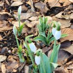 Snowdrops