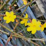 Winter Jasmine