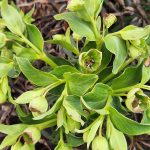 Helleborus foetidus