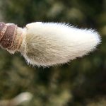 Magnolia x 'Butterflies'