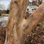 Crapemyrtle Crapemyrtle