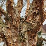 Paperbark Maple