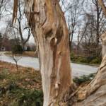 Seven Sons Tree