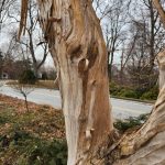 Seven Sons Tree Seven Sons Tree