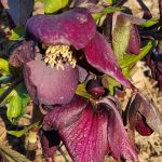 Hellebore Hellebore