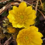 Pheasant's Eye Pheasant's Eye