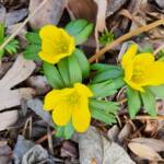 Winter Aconite Winter Aconite