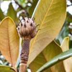 Magnolia Grandiflora Fruit Magnolia Grandiflora Fruit