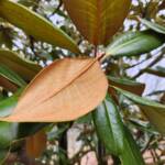 Magnolia Grandiflora Leaves Magnolia Grandiflora Leaves