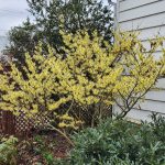 Witch Hazel Sunburst Witch Hazel Sunburst