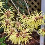 Witch Hazel Sunburst Flowers Witch Hazel Sunburst Flowers