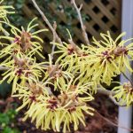 Witch Hazel Sunburst Flowers Witch Hazel Sunburst Flowers