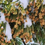 Cryptomeria Cones Cryptomeria Cones